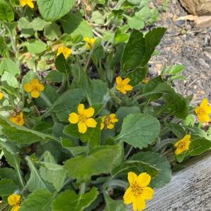 Meet your Posher, Marge